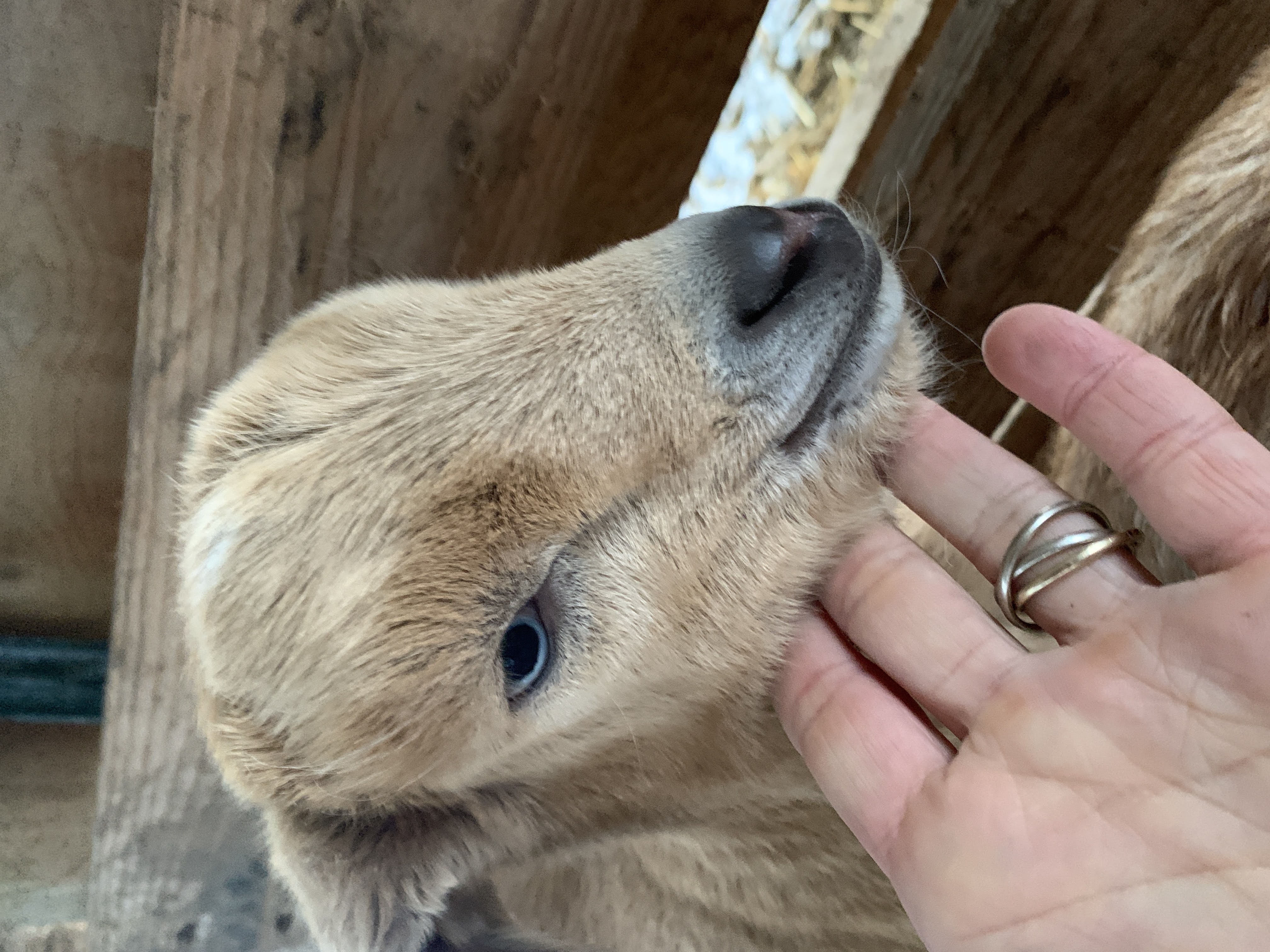 baby goats